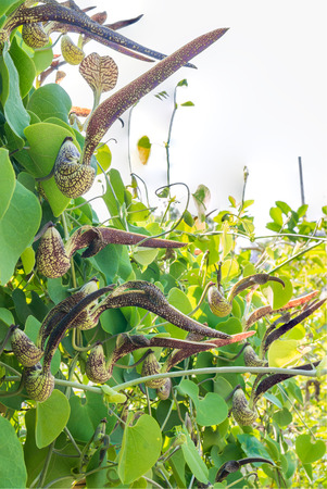 Aristolochia flower on green leaf backgroundの写真素材