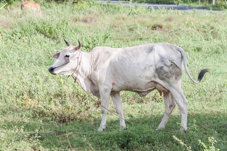 White cow in grass fieldの写真素材