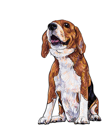 Adorable Beagle sitting pose from bottom viewのイラスト素材