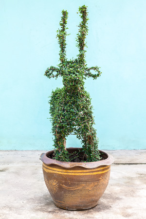 Siamese rough bush or tooth brush tree in deer shape grow in potの写真素材