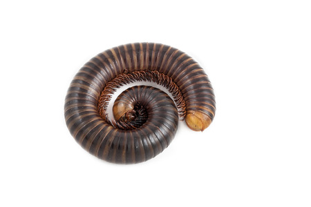 Isolated millipede on white の写真素材