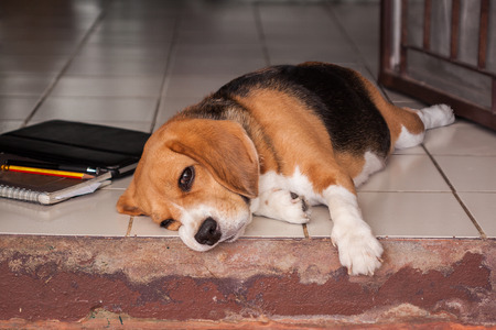 Beagle laying down at door and early a sleepの写真素材