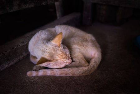 Thin yellow cat sleeping under tableの写真素材