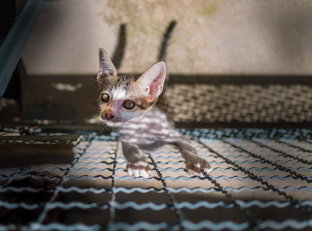 Cute little cat climbing up steel fenceの写真素材