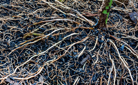 Close up of plant root grow in flower potの写真素材