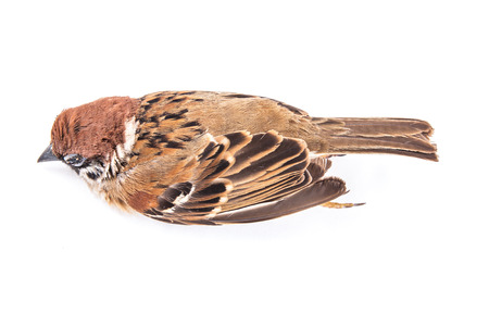 Death body of sparrow on white backgroundの写真素材