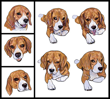 Set of adorable Beagle on white backgroundのイラスト素材