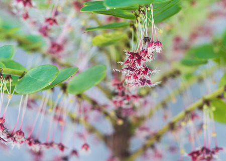 Close up of Tropical leaf-flower or Phyllanthus pulcher Wallの写真素材
