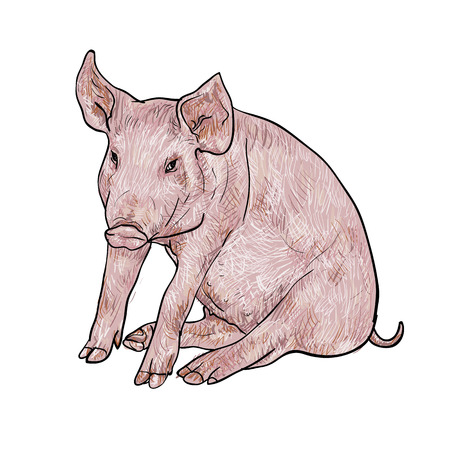 Drawing of pig on white background,vector illustrationの写真素材