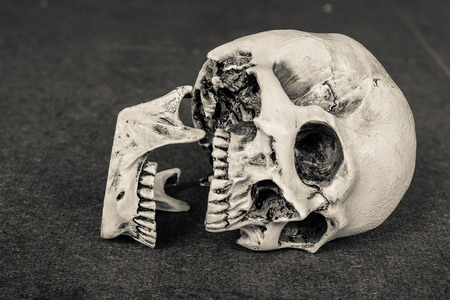 Human skull lean on wooden board background. sepia colorの写真素材