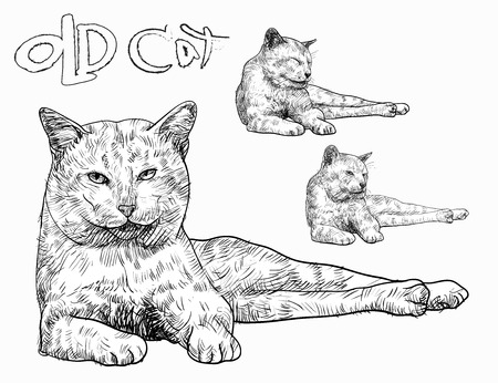 Old yellow cat laying with three different faceのイラスト素材