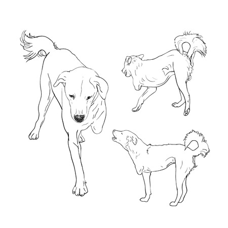 Handicapped dog,lost one leg,in three pose on white backgroundのイラスト素材