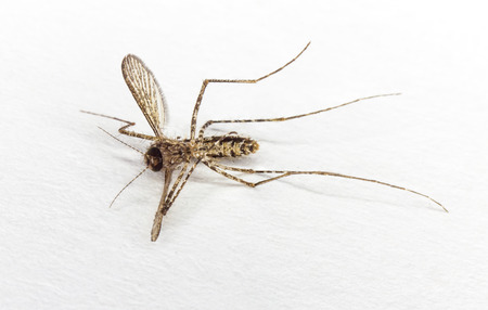 Close up dead body of mosquito on whiteの写真素材