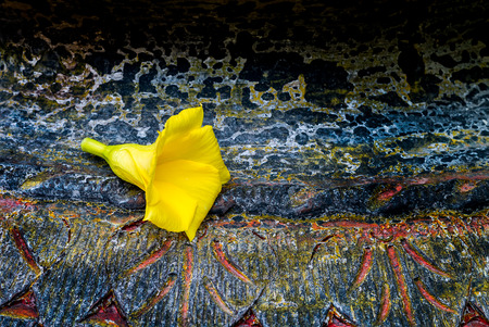 Oleander or lucky nut  in yellow color on old texture of baked clay jarの写真素材
