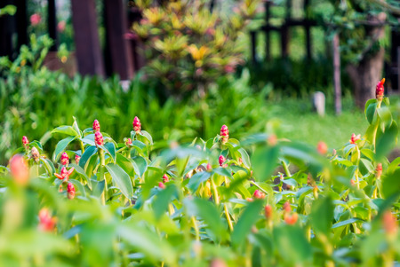 Indian head ginger,Costus speciosus,in gardenの写真素材