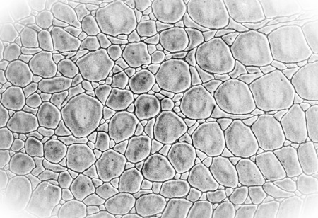 Texture and background of leather with pattern of crocodile skin-black groundの写真素材