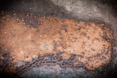 Decay brown wooden board destruction by termiteの写真素材