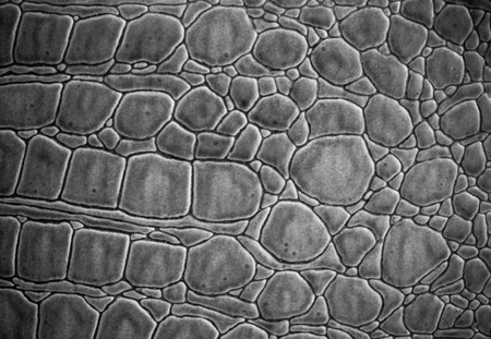 Texture and background of leather with pattern of crocodile skin-black and white
