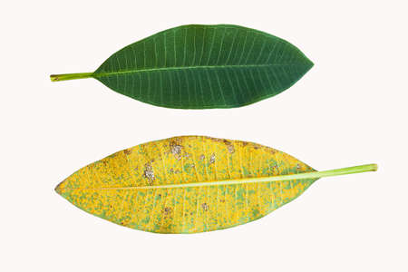 Isolated plumeria leaf one normal and one infected by Coleosporium plumeriae Pat or rust fungus on whiteの写真素材