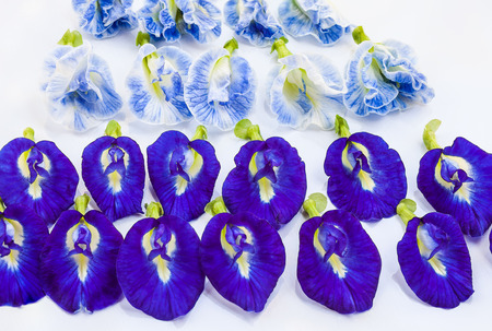 Group of butterfly pea flower on white backgroundの写真素材