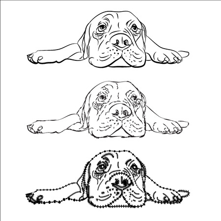 Drawing of  lying bull mastiff on white backgroundのイラスト素材