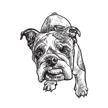 Drawing of young bulldog on whiteのイラスト素材