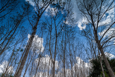 Turn up view of rubber tree,in fallen leaf time,with blue sky and cloud,Thailandの写真素材