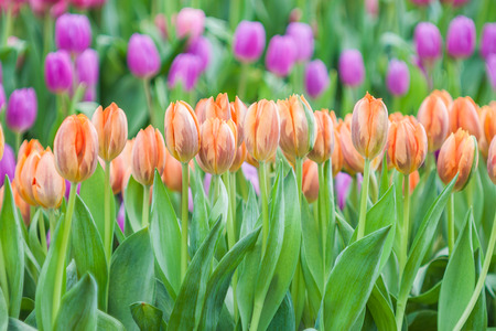 Fresh colorful tulip with bokeh backgroundの写真素材
