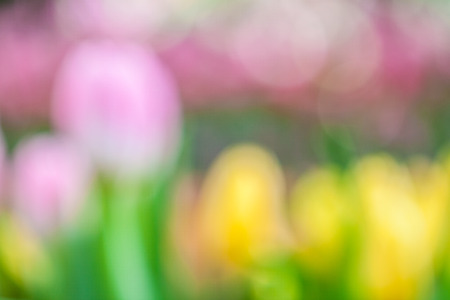 Defocus of fresh colorful tulip with bokeh backgroundの写真素材