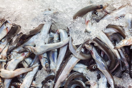 Fresh raw shishamo fish keep in iceの写真素材