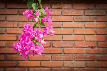 Bunch of Bougainvillea flower on brown brick wallの写真素材