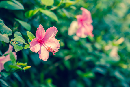 Pink hibiscus flower with green bokeh backgroundの写真素材