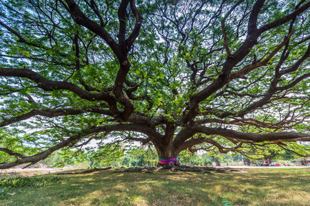 Big samanea samantree,a famous tree,in Karnchanaburi.Thailandの写真素材