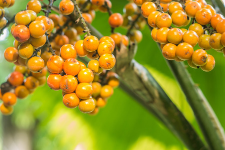 Fruit of Kerriodoxa elegans or White Elephant Palmの写真素材