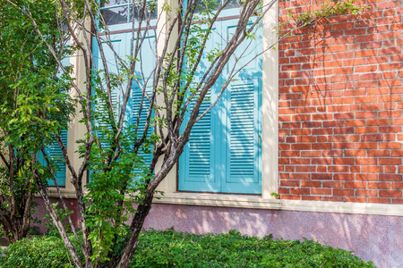 Tree near brick wall with blue windowの写真素材