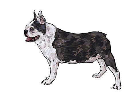 Drawing side of french bulldog standing on white,vector illustrationのイラスト素材