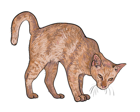 Drawing of threaten cat on white backgroundのイラスト素材
