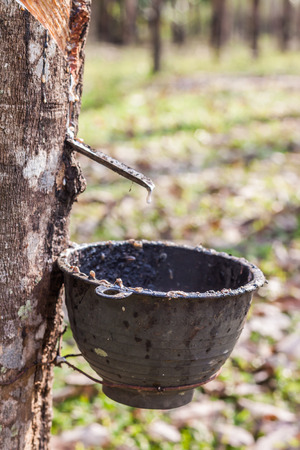 Close up of rubber tree in garden,southern of Thailandの写真素材