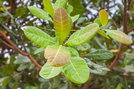 Cashew nut leaf that edible as vegetable grow in Thailandの写真素材