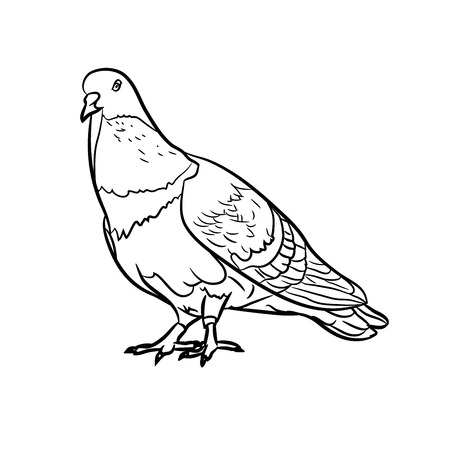 Drawing of pigeons on white backgroundのイラスト素材