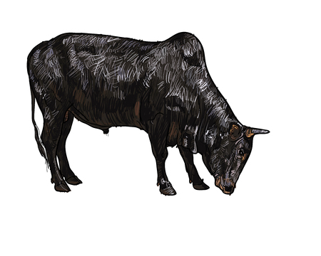 Drawing of ox isolated on white backgroundのイラスト素材