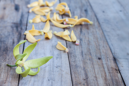 Petal of Climbing Ylang-Ylang, Manorangini, Hara-champa, Kantali champa,a tropical flower in Thailand,on wooden backgroundの写真素材