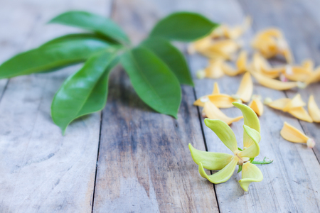 Petal of Climbing Ylang-Ylang, Manorangini, Hara-champa, Kantali champa,a tropical flower in Thailand,on wooden backgroundの写真素材