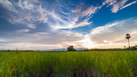 Rice field with blue sky in Thailandの写真素材