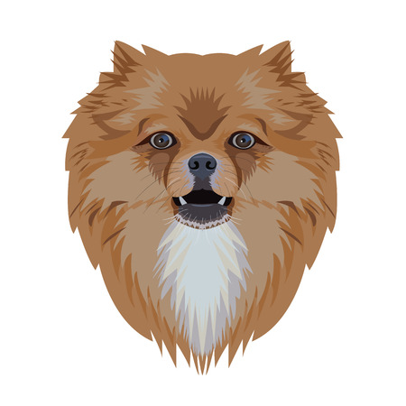 Portrait of pomeranian dog isolated on white backgroundのイラスト素材