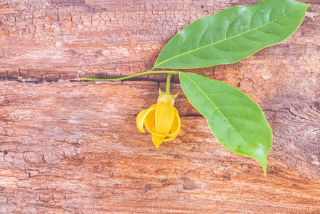 Ylang-ylang flower with leaf on rough brown wooden boardの写真素材