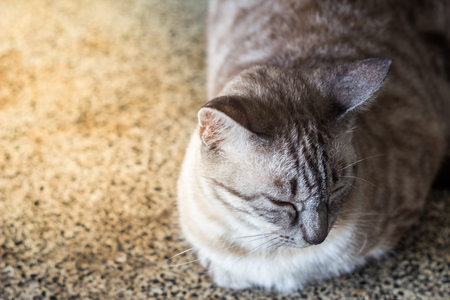 Cat resting and nearly fallen asleep on marble tableの写真素材