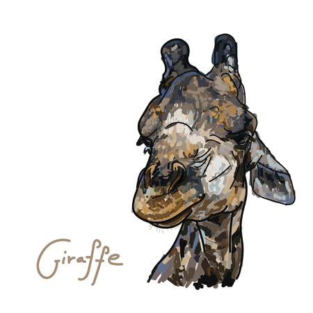 Giraffe head on white background,vector illustrationのイラスト素材