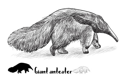 Drawing of gian anteater with shadow on whiteのイラスト素材