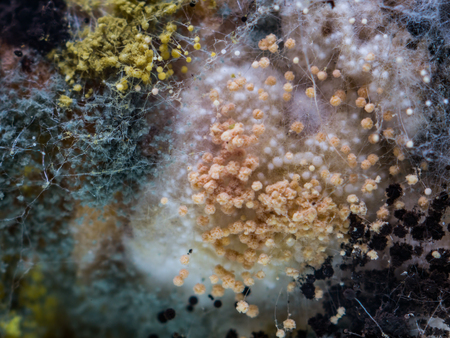 Fungus and mold grow well on sliced bread